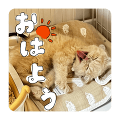 himari_20260321000128