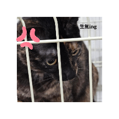 兩隻小喵咪！！