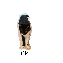 克里斯的貓咪照片