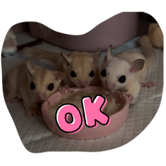 白色口袋小怪獸-蜜袋鼯