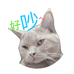 阿寶是ㄓ貓（他媽媽的版）