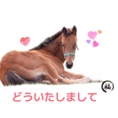 片目のサラブレッド福ちゃんLINEスタンプ②