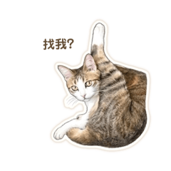 窩比小貓的日常