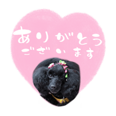 petite plume_20260321132811