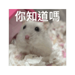 鼠鼠的可愛每一刻7