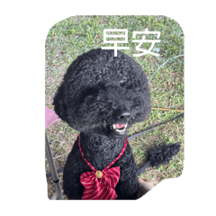 陪你聊天的貴賓狗