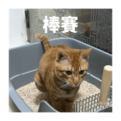 勇敢的微胖橘貓咪納
