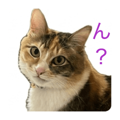 matsu_20260320233401