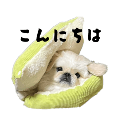 【モフびより】ペキニーズのモフ〈第3弾〉 - LINE スタンプ | LINE STORE