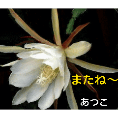 a-tyan_20260320202425