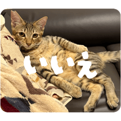 bakutani_20260321064644