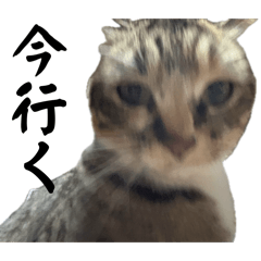 pinknoneko_20260320221109