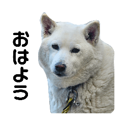 akira_20260320221542