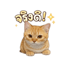 Mycat_20260321061120