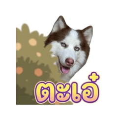 NaaPle 1_20260320232902