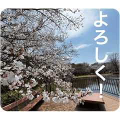 kinugawariver_20260321111751