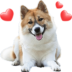 "Thai Bangkaew" dog #2