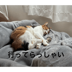 akari_20260321102617