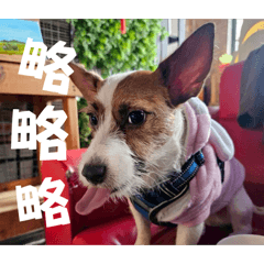 有一隻狗叫比寶