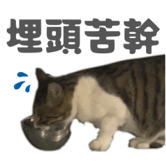 小鬍子爸爸與小貓咪女兒1