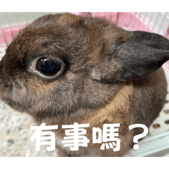 大大療癒兔第二趴2