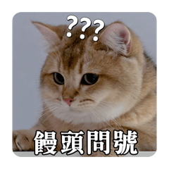 實用貓貓系列②