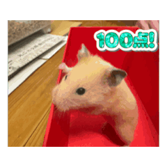 ハムマロちゃん