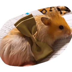 kokkochan_20260321163033