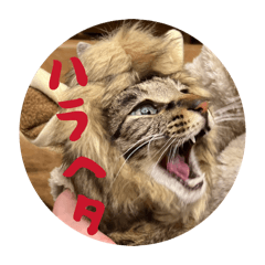 fumina_20260321163902