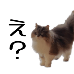 omame_20260319073749