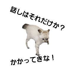 cheche_20260321153541