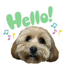 Choko Brown_20260321