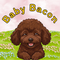 Baby Bacon The Poodle