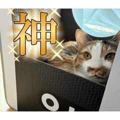 akari_20260321174352