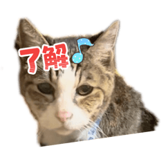 Hanatan_20260321174549