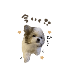 uchinoko_honpo._20260321142933