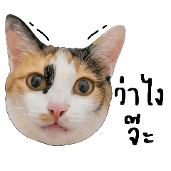 aomam_20260321150106