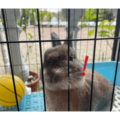 動物小型組合包（富田農場