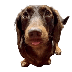 Taco The Happy Dog Vol.1