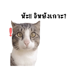 naphat_20260321200635