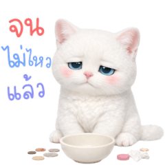 โนวา แมวขาว คำใช้ทั่วไป 3_27