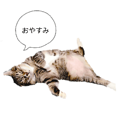 SHIRAISHI4SHITAKE_20260321211345