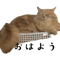 MARIN.._20260321212601