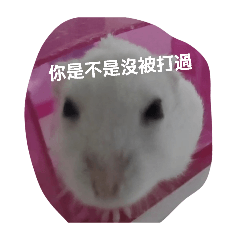雞掰鼠