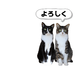 tora to shika_20260321210524