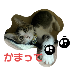 tsukiyama.ami_20260321222955