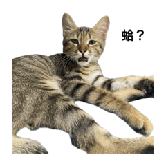 GB貓貓日常厭世