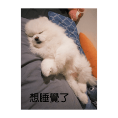 博美小妮