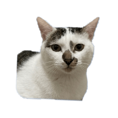 澎澎丁滿-真實澎澎篇