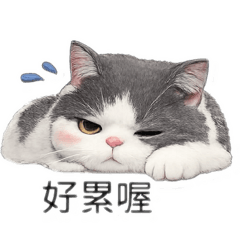 英短仔仔的社畜生活